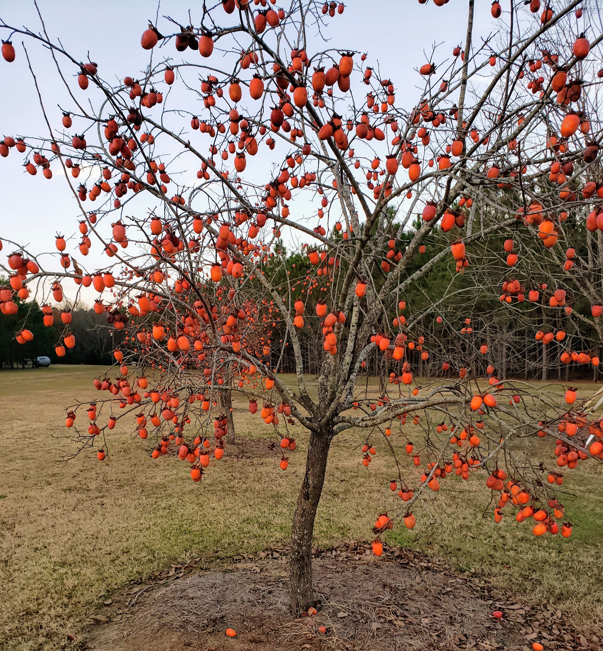 PERSIMMON ASTRINGENT VARIETIES