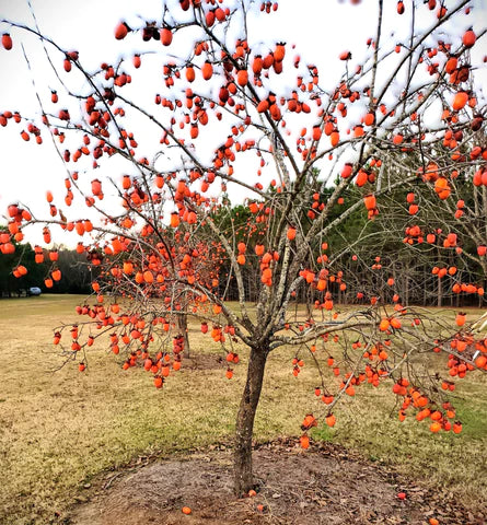 LOW CHILL HOUR FRUIT TREES