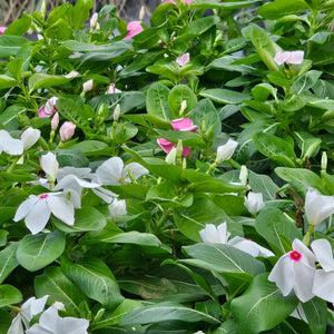 VINCA  Periwinkle