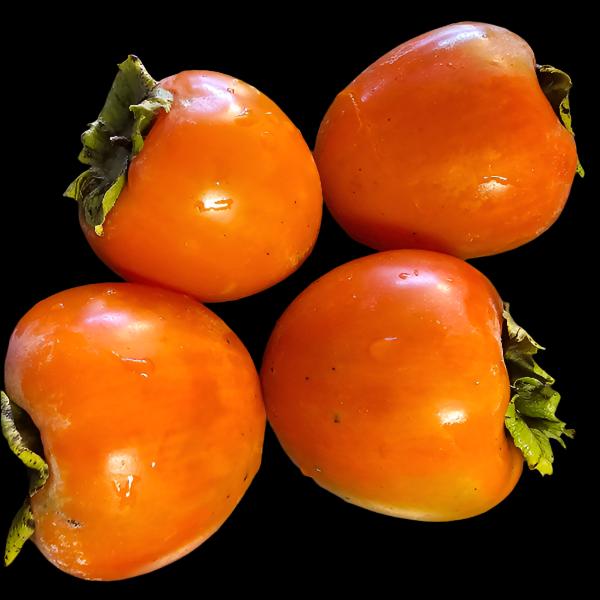 PERSIMMON HACHIYA