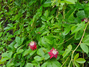 PASSION VINE NATIVE