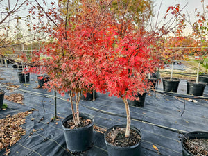 MAPLE JAPANESE GREEN  LACE LEAF