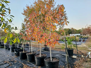 SWEETGUM TREE NATIVE