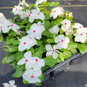 VINCA  Periwinkle