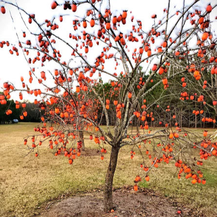 PERSIMMON SAIJO