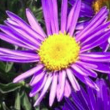 ASTER NATIVE