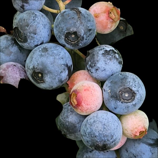 Windsor Blueberry