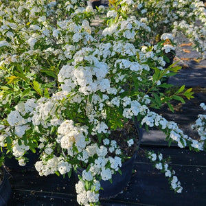 BRIDAL WREATH  sprirea