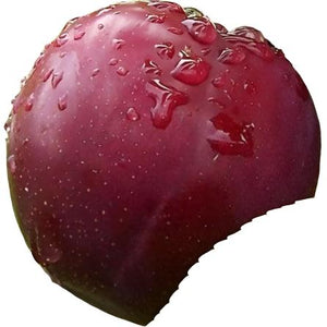 PLUM BRUCE