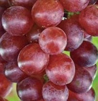 GRAPE Seedless