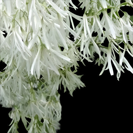 GRANCEY GREY BEARD/FRINGE TREE