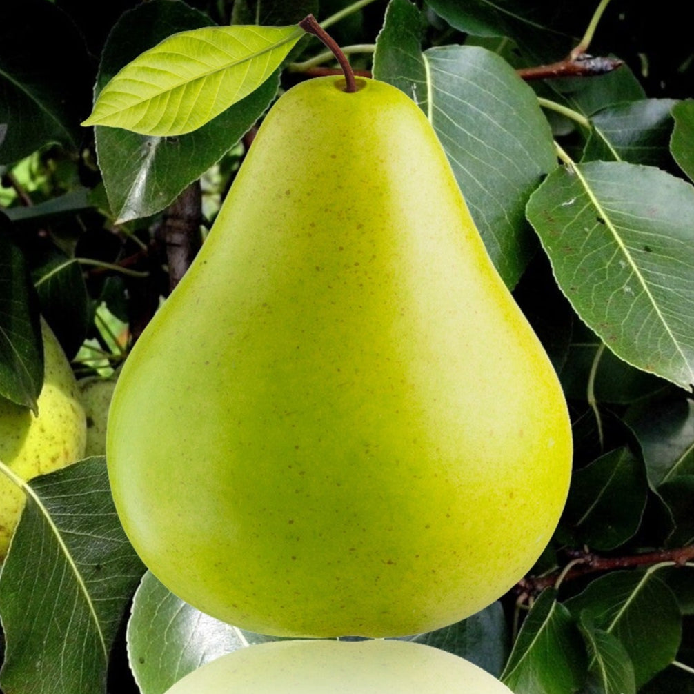 PEAR FL HOOD