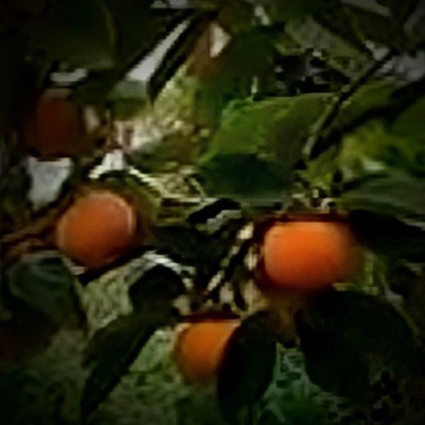 PERSIMMON JIRO