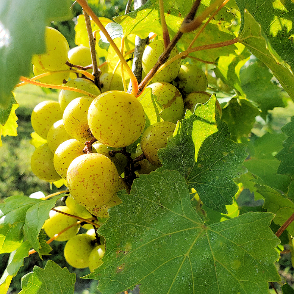 MUSCADINE SCUPPERNONG