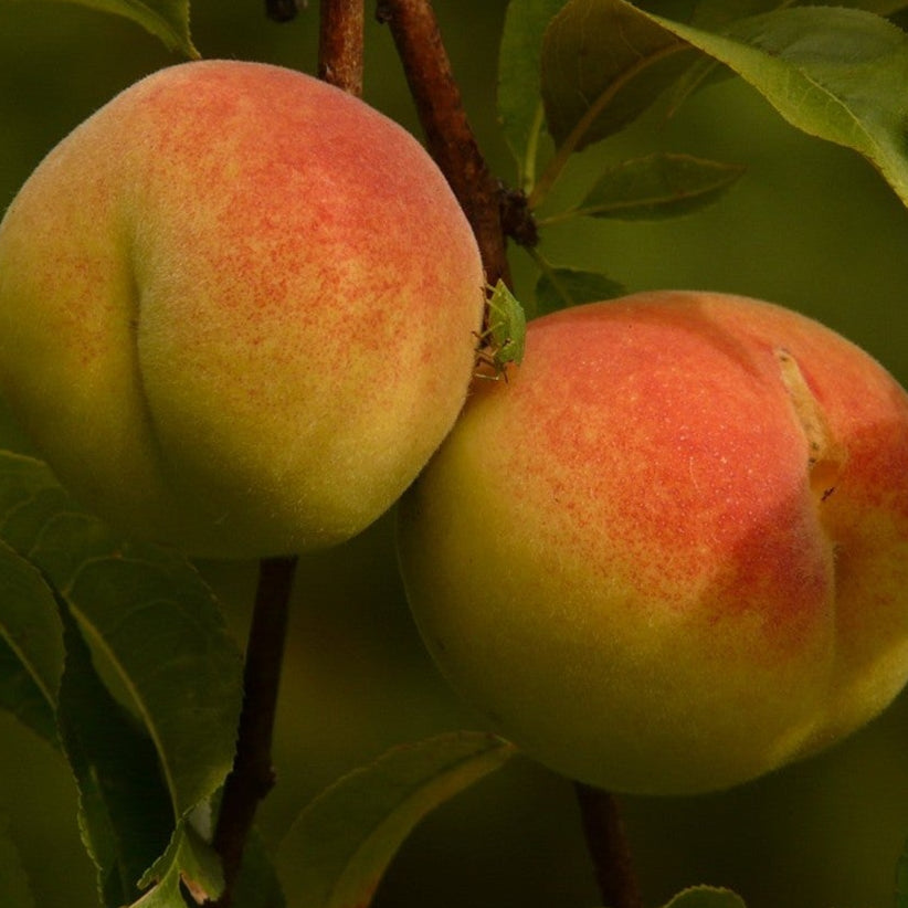 PEACH HARVESTOR