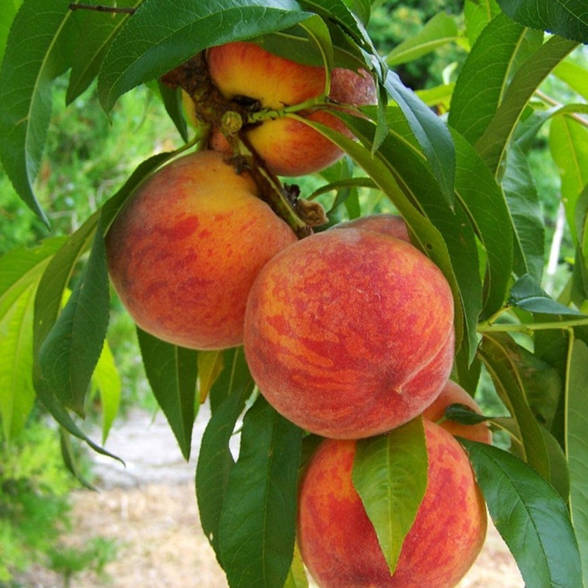 PEACH SUWANNEE