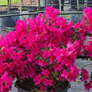 AZALEA FORMOSA