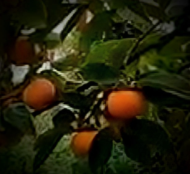 PERSIMMON JIRO