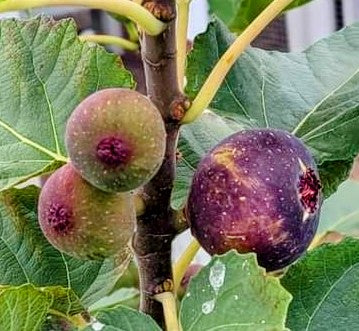 FIG BEERS BLACK