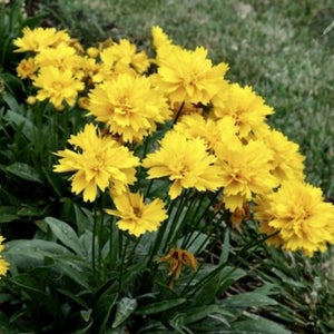 COREOPSIS NATIVE