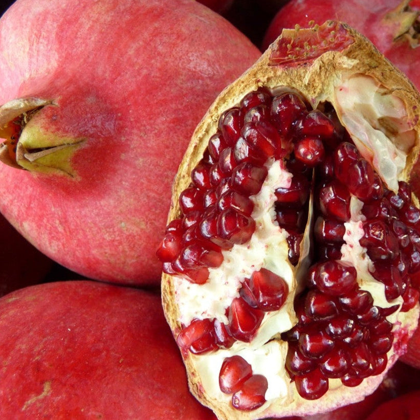 Pomegrante Sharp Velvet