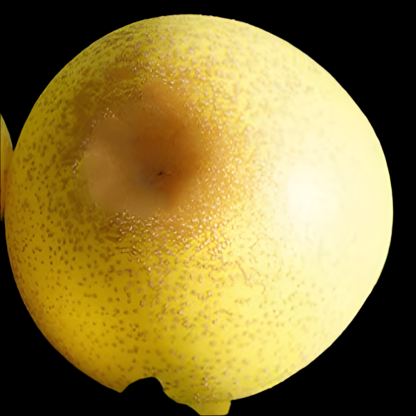 PEAR SHINSEIKI