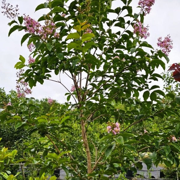 Crape Myrtle Sioux