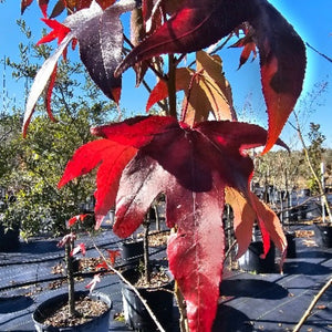 SWEETGUM TREE NATIVE