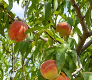 PEACH TROPIC BEAUTY