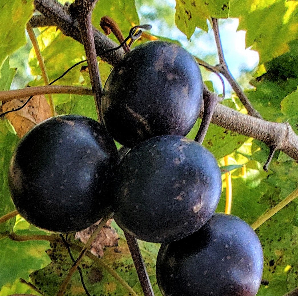 MUSCADINE JUMBO