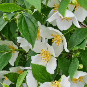 MOCK ORANGE