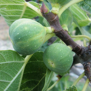 FIG KADODA