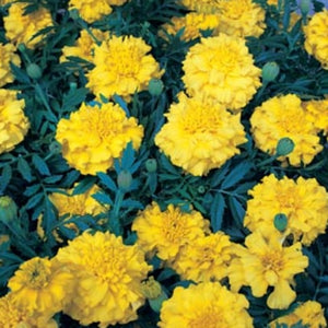 MARIGOLD NATIVE