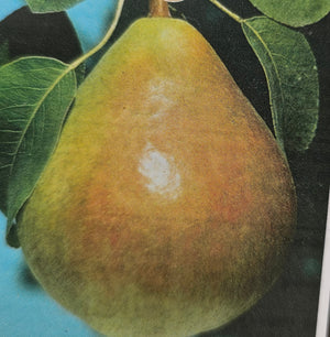 PEAR FLORDAHOME