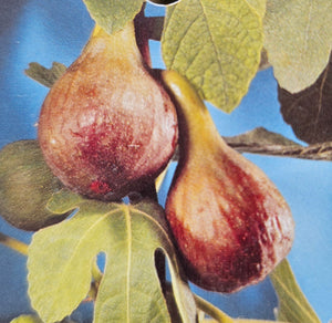 FIG KADODA