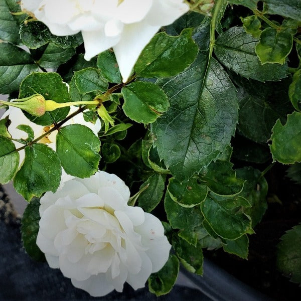 CLIMBING ROSES