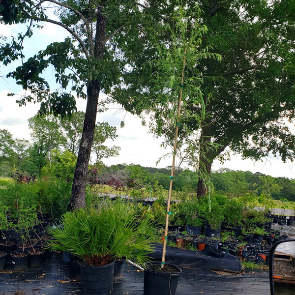 The Versatile Beauty of Weeping Willow Trees – Wholesale Nursery Co