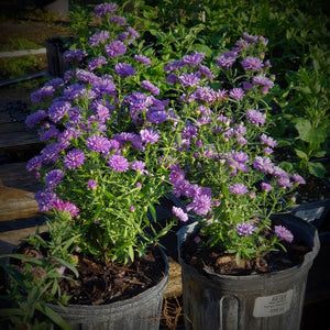 PURPLE ASTER - Advanced Nursery Growers