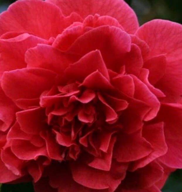 Camellia Kramer's Supreme camellia japonica - Advanced Nursery Growers