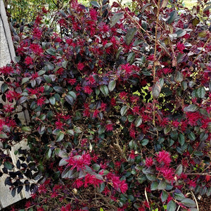 Loropetalum-Chang Niam Hong - Advanced Nursery Growers