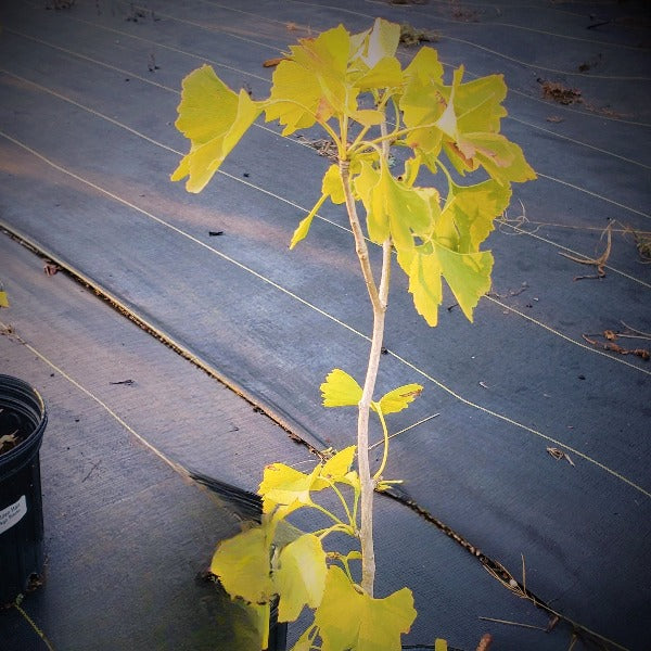 Ginko - Tree Top Nursery & Landscape Inc.