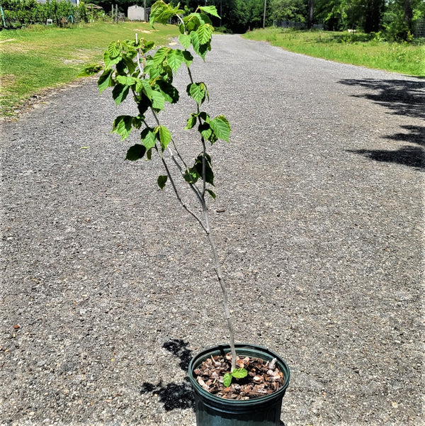 Advanced Nursery Growers: Elevating Expertise in the Horticultural Sector