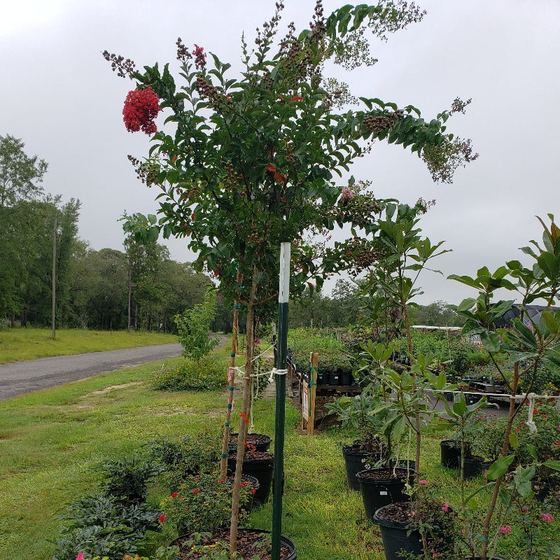 Miss frances deals crape myrtle