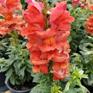 Snapdragon - Advanced Nursery Growers