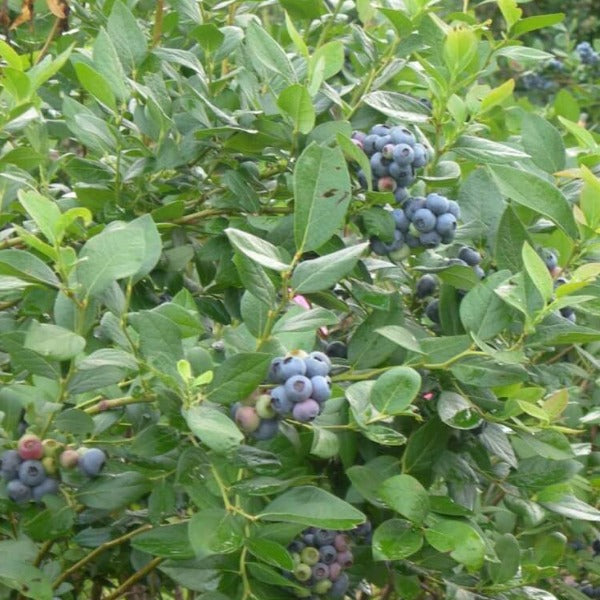 Blueberry-Pearl Blueberry - Advanced Nursery Growers