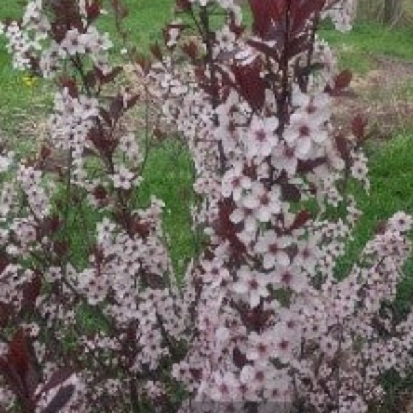 Sand Leaf Cherry Prunus Cistena - Advanced Nursery Growers