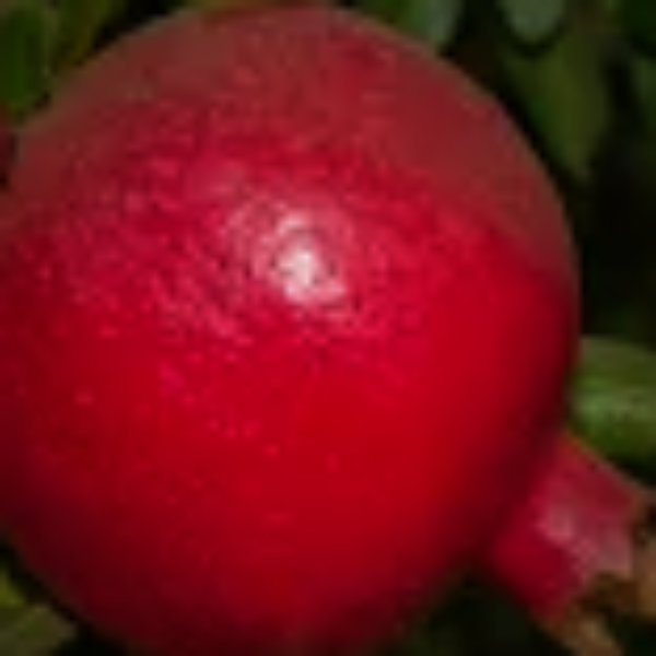 POMEGRANTE WONDERFUL - Advanced Nursery Growers