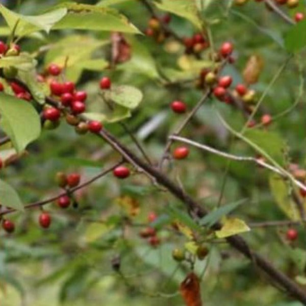 Spicebush (Lindera benzoin) - Advanced Nursery Growers