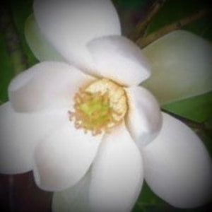 SWEET BAY MAGNOLIA NATIVE - Advanced Nursery Growers