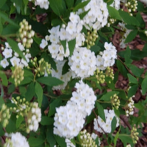 Spirea Reeves, Bridal Wreath spriraea reevesiana - Advanced Nursery Growers